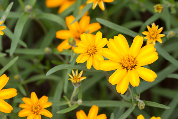 Zinnia flowers in the garden