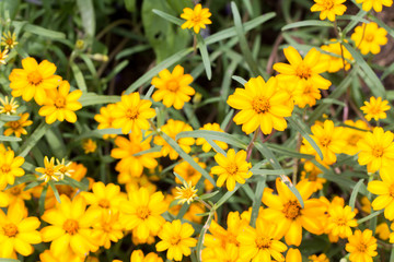Zinnia flowers in the garden