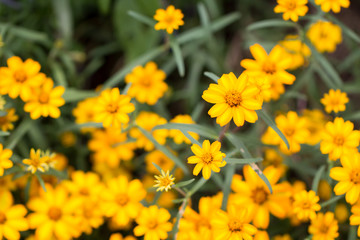 Zinnia flowers in the garden
