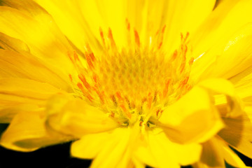 Obraz premium Closeup of beautiful yellow sunflower stamens