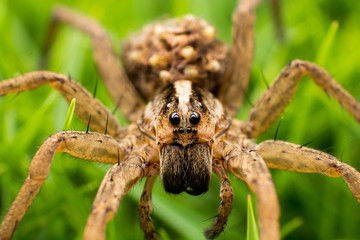 Araña