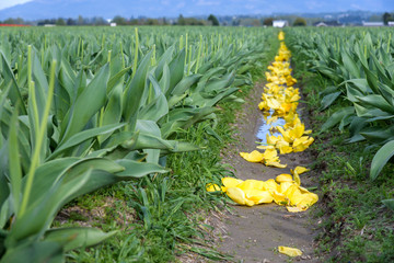 Field of yellow tulips with the flowers cut off, an intermediate stage in bulb farming
