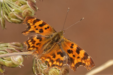 Butterfly - Comma, Polygonia c-album
