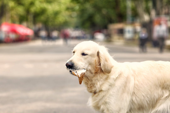 Cute dog eating ice-cream on street