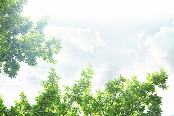 Tree branches with green leaves on sky background