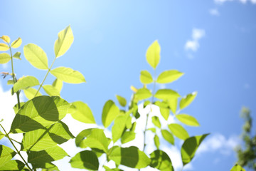 Tree branches with green leaves on sky background