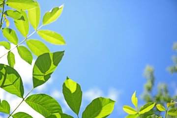 Tree branches with green leaves on sky background