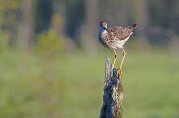 Grand chevalier perché 