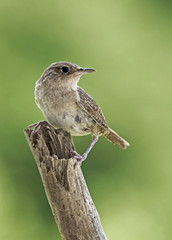 House Wren (Troglodytes aedon) with a bug.