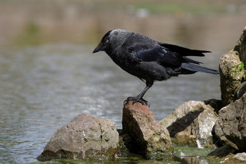 Western Jackdaw, Corvus monedula
