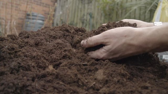 Adult male touching and holding rich compost and inspecting the quality before sowing seeds in Spring