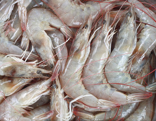 river prawns for pattern