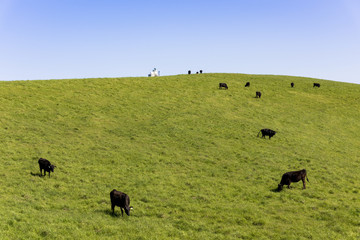 宗谷丘陵の放牧地