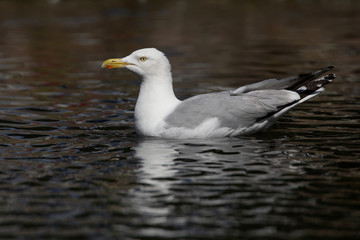 Fototapeta na wymiar Herring Gull, Sea Gull