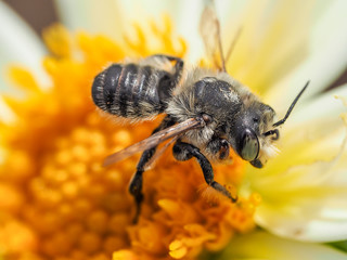 Photograph of a honeybee actively harvesting pollen from a white and yellow dahlia flower.