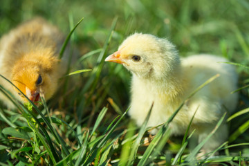 Little chickens in grass