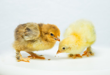 chicken on a white background