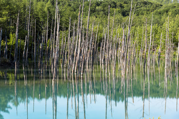 美瑛白金の青い池
