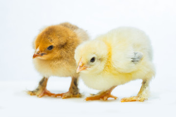 chicken on a white background