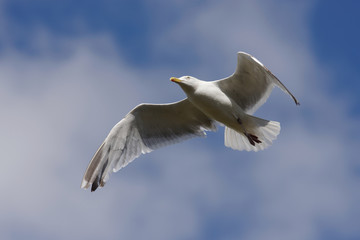 Herring Gull, Sea  Gull