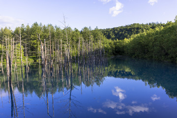 Fototapeta premium 美瑛白金の青い池