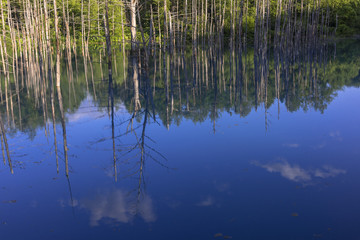 美瑛白金の青い池