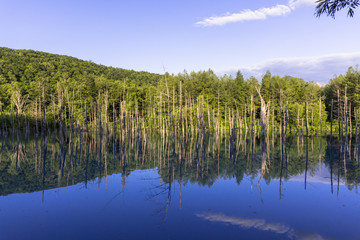 美瑛白金の青い池