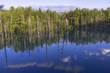 美瑛白金の青い池