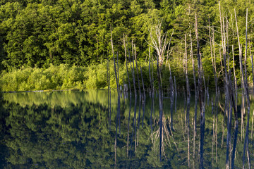 Obraz premium 美瑛白金の青い池