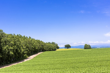 美瑛・パノラマロードの田園風景