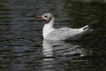 Black-headed Gull, Chroicocephalus ridibundus