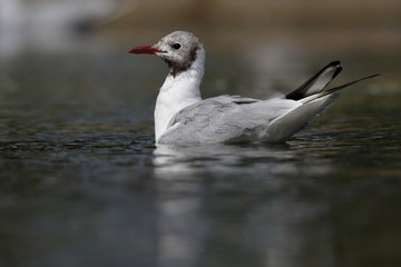 Black-headed Gull, Chroicocephalus ridibundus
