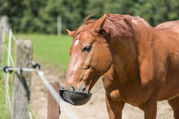 Fototapeta premium Perd auf der Weide an der TRänke