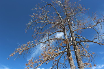 A Dried tree stands alone on a Utah's mountain
