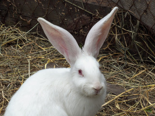 White rabbit. Agrotechnical Siberian Fair