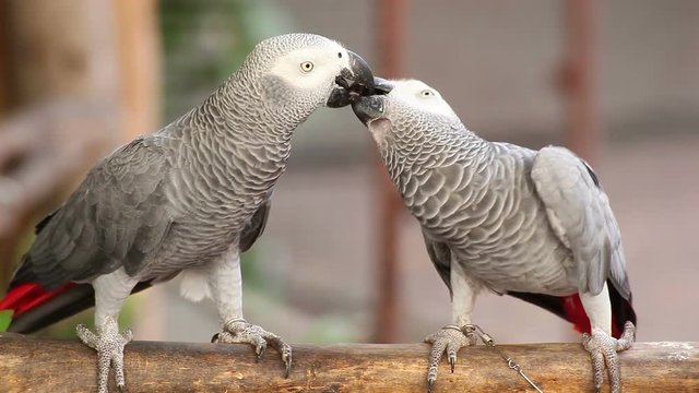 Couple Gray African Parrot kissing and take care together