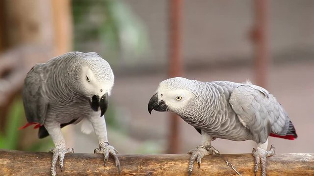 Couple Gray African Parrot kissing and take care together