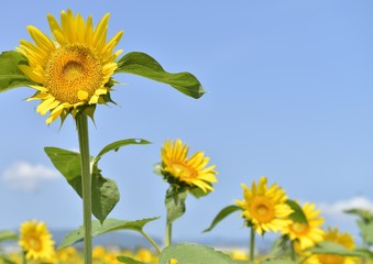 ひまわりと青空