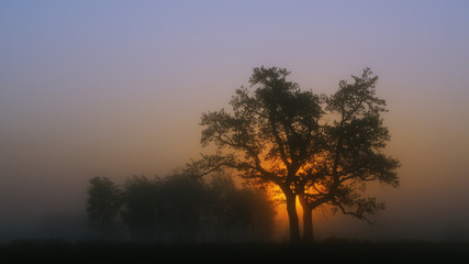 Fototapeta na wymiar Wschód słońca w porannej mgle