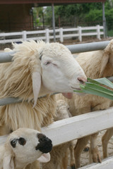 Sheep eating grass given by a tourist in a farm