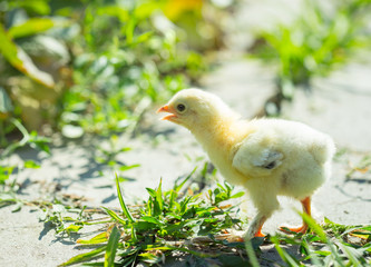 Little chicken in grass