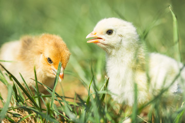 Little chickens in grass