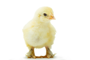 chicken on a white background