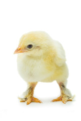chicken on a white background