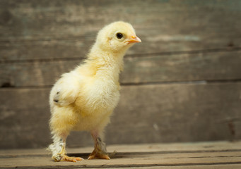 chicken on wooden boards