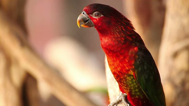 lory lorikeet, Scientific name "Lorius lory" parrot bird