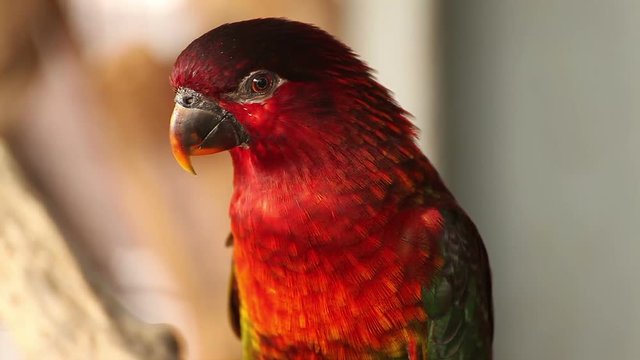 lory lorikeet, Scientific name "Lorius lory" parrot bird