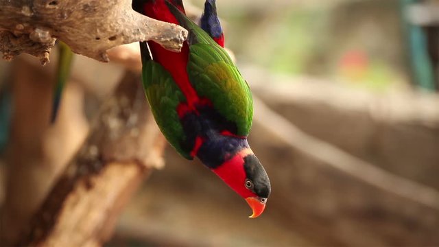 Black-capped lory, Scientific name "Lorius lory" parrot bird