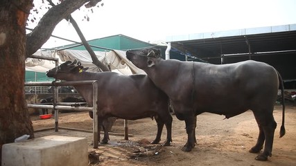 Buffalo Romance in Dairy