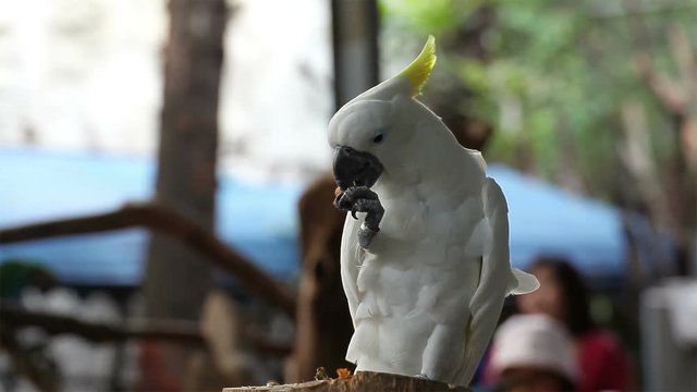 White Cockatoo portrait eat peanut